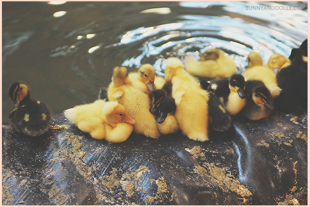 ducklings near water