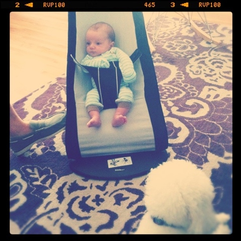3-weeks-old-babybjorn-bouncer-1.jpg