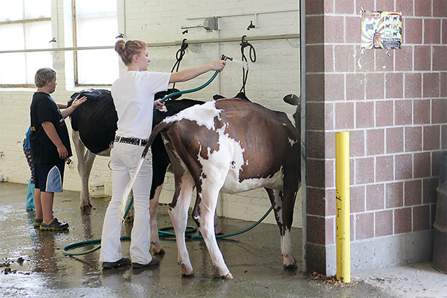 washing cows at iowa state fair