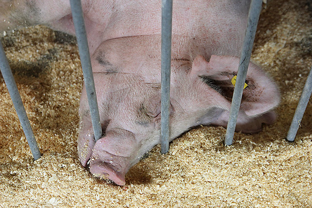 pig at iowa state fair