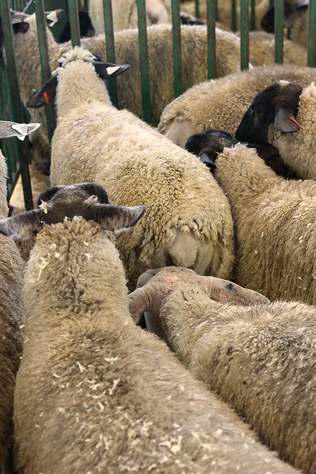 sheep at iowa state fair