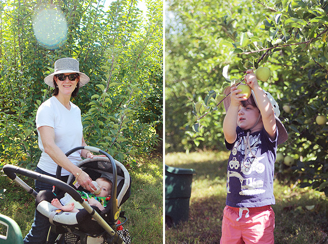 apple picking with kids