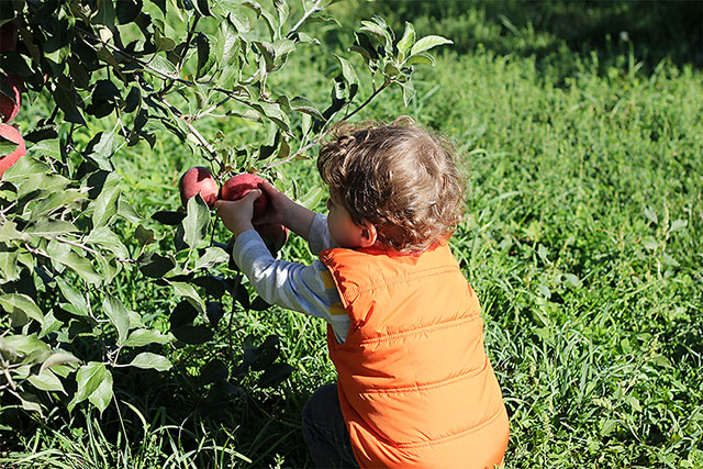 apple picking with a toddler