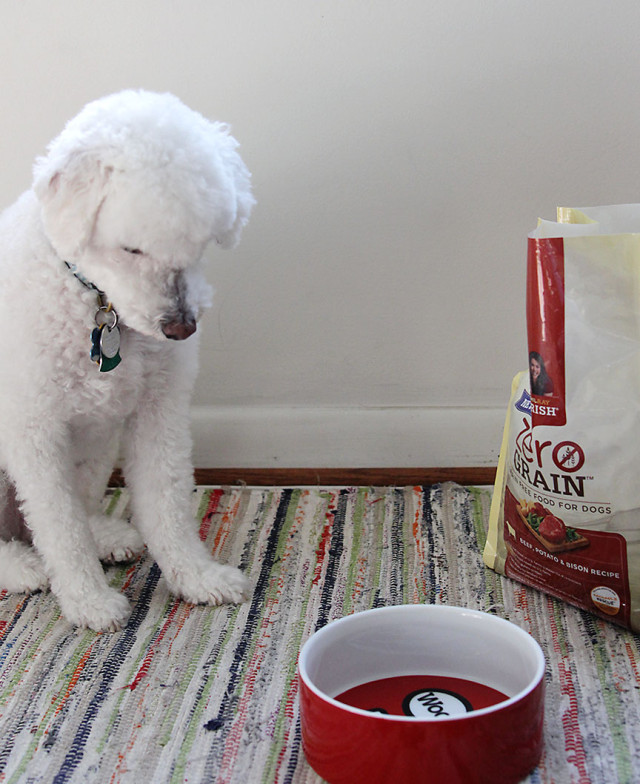 A roundup of modern dog bowls, plus Rachael Ray Nutrish: Zero Grain Dog Food on A Girl Named PJ