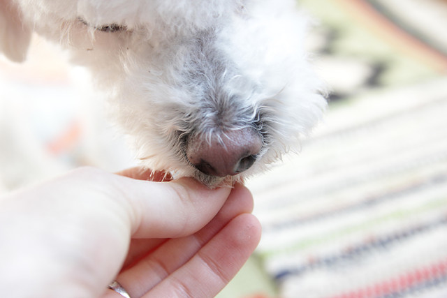 Bichon Frise eating Rachael Ray Nutrish Zero Grain Dog Food on A Girl Named PJ