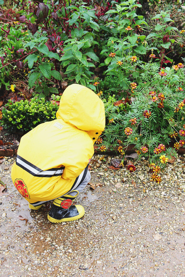 Checking out flowers in the rain while visiting Mount Vernon on A Girl Named PJ