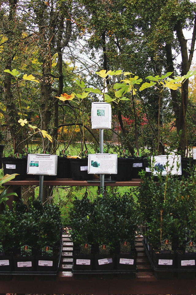 Checking out Washington's plants while visiting Mount Vernon on A Girl Named PJ