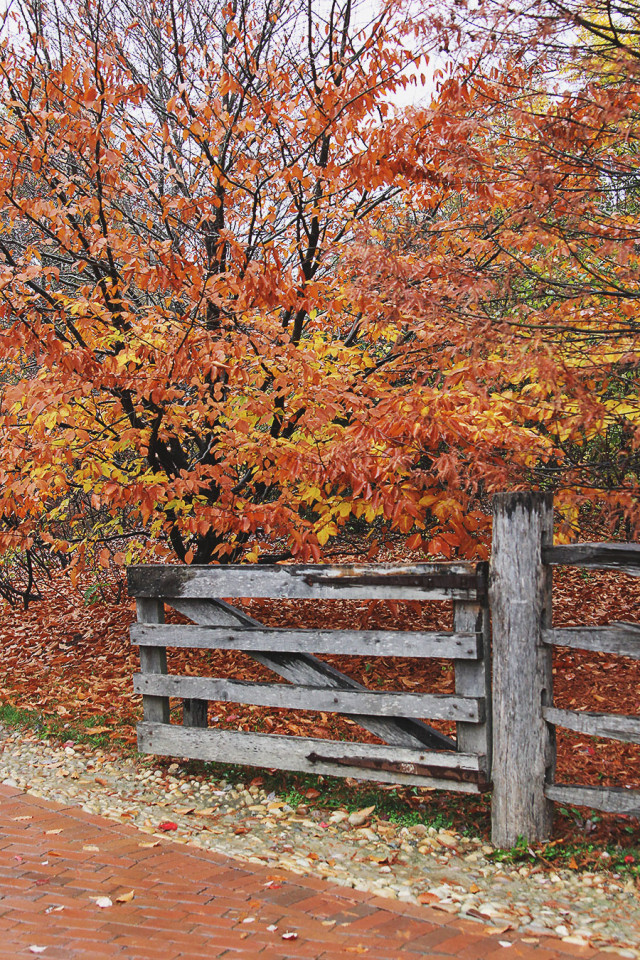 Autumn trees while visiting Mount Vernon on A Girl Named PJ