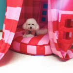 7 ways to help dogs cope with fireworks