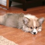 Would you send your dog to doggie daycare?