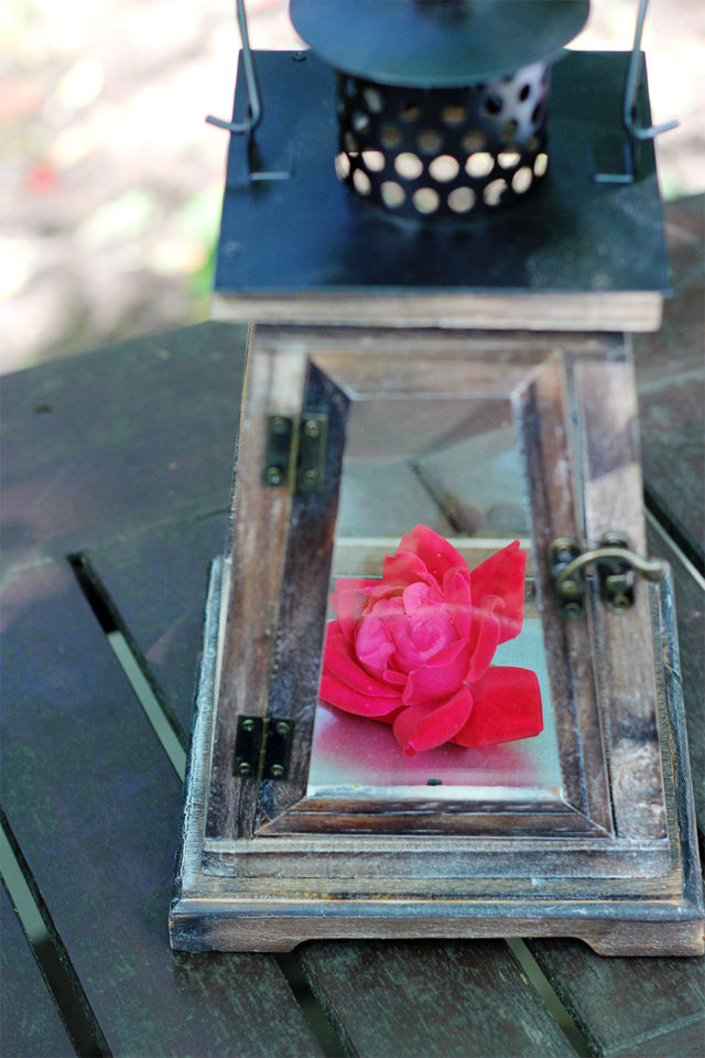 Yes Way Rosé: Magenta rose in a Pier 1 lantern Yes Way Rosé: Magenta rose in a Pier 1 lantern